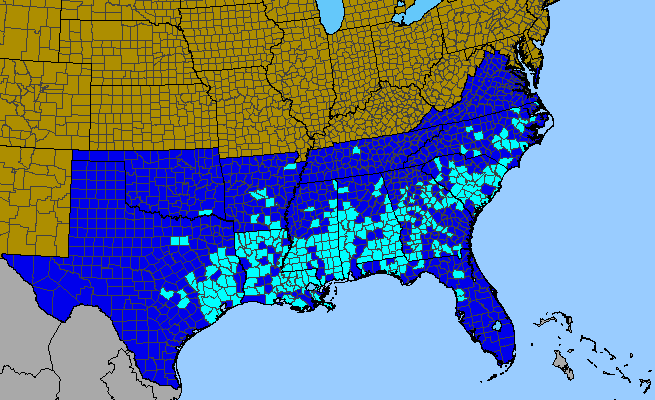 The range of Verbena rigida